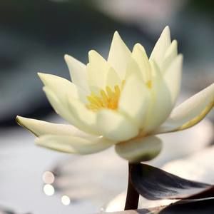 Meet your Posher, Bl